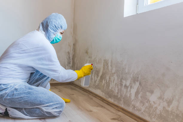 Mold Remediation specialist working in Sudbury